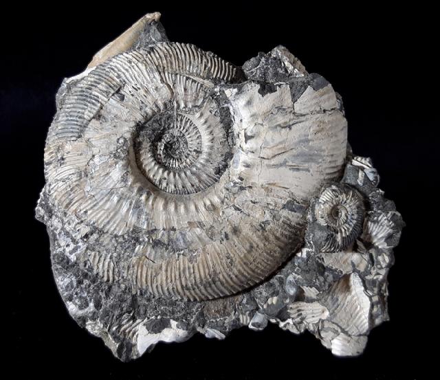 Kosmoceras (Gulielmiceras) jason (REINECKE 1847) - Bild © FossNet FossilienStore